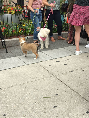 Little sheltie dog and friend -wells-street-chicago