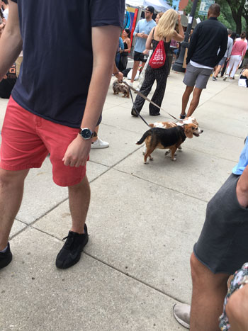 Two dogs walkin -wells-street-chicago