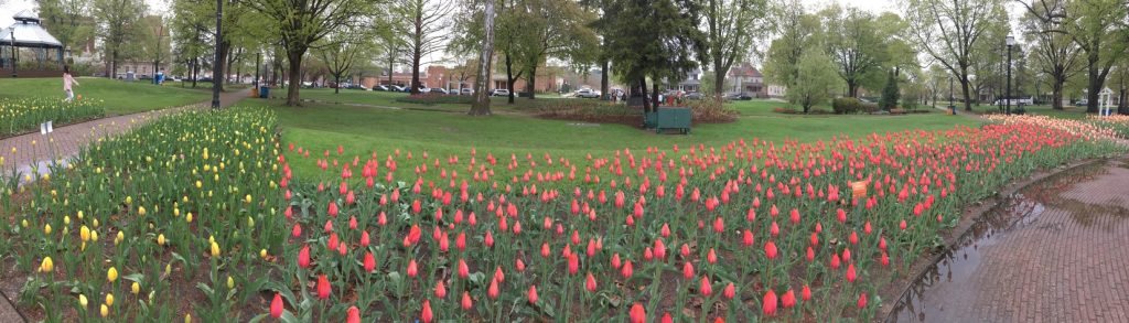 Red Tulips and Yellow Tulips in the park in Holland Michigan